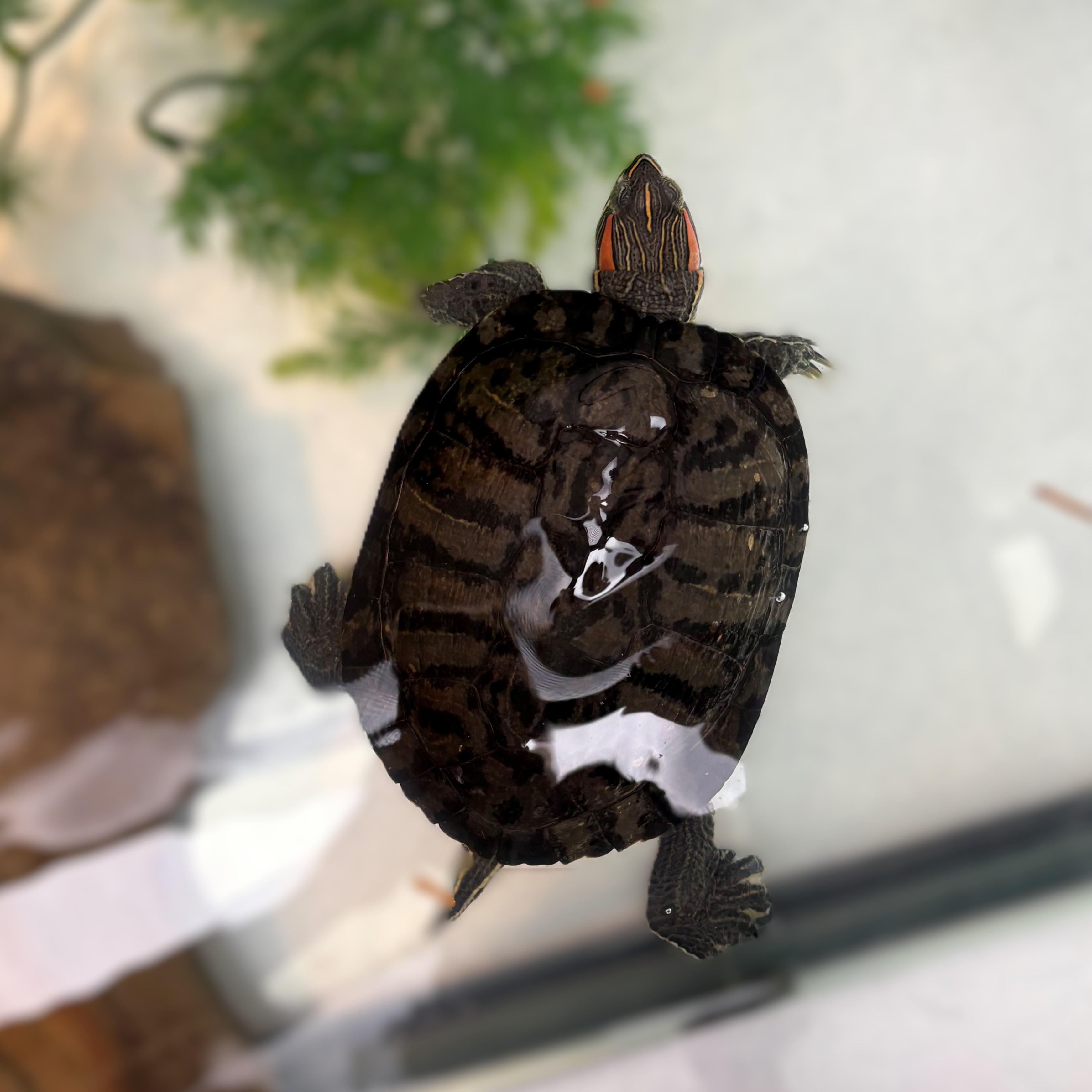 King- #51141, a ADOPTABLE Red-Eared Slider in Columbia, MD image 2/2