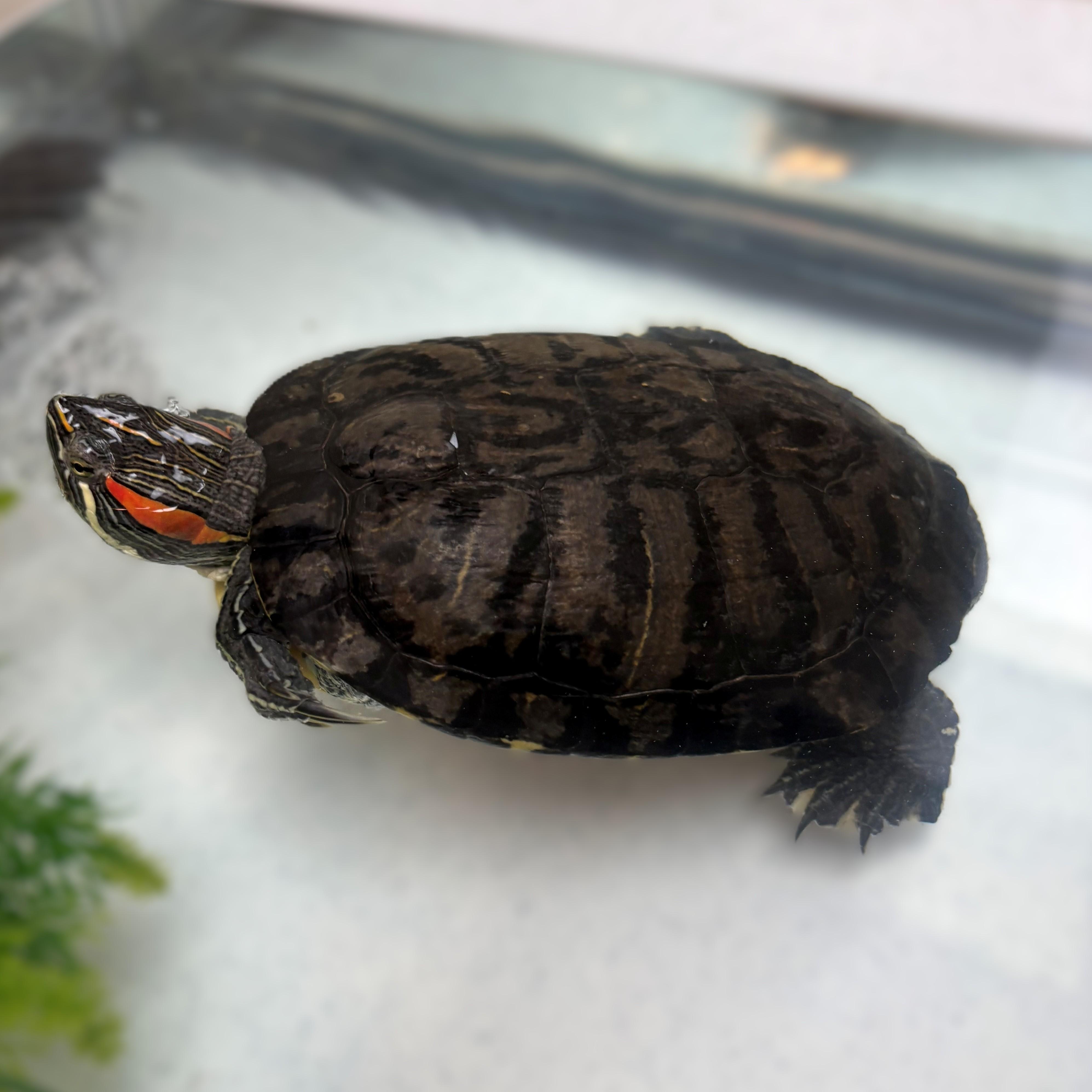 King- #51141, ADOPTABLE, Young Unknown Red-Eared Slider.