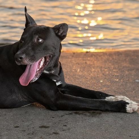 Enlarge Dax, a Adoptable Terrier in Mount Pleasant, TX image 2/6