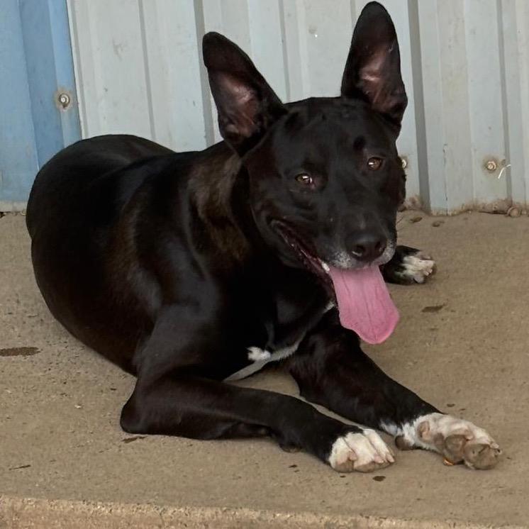 Enlarge Dax, a Adoptable Terrier in Mount Pleasant, TX image 4/6