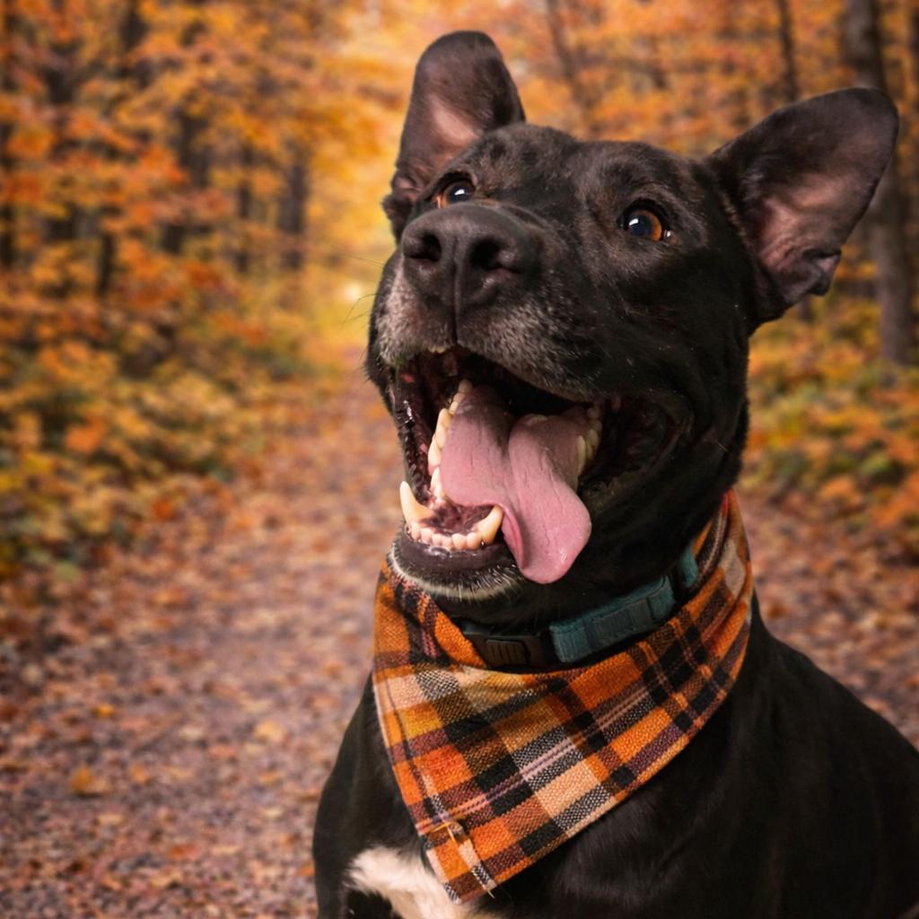 Enlarge Dax, a Adoptable Terrier in Mount Pleasant, TX image 5/6