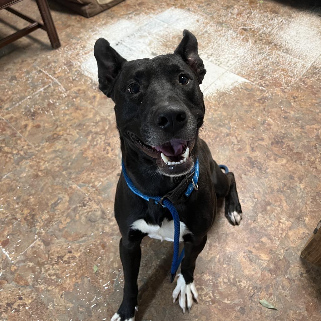 Enlarge Dax, a Adoptable Terrier in Mount Pleasant, TX image 6/6