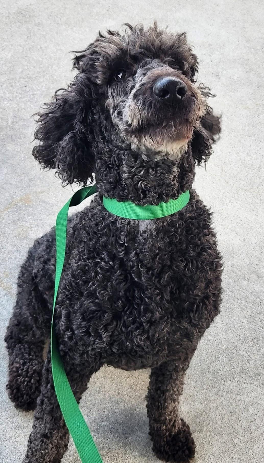 Enlarge Sakura, a ADOPTABLE Standard Poodle in Cumming, GA image 6/6