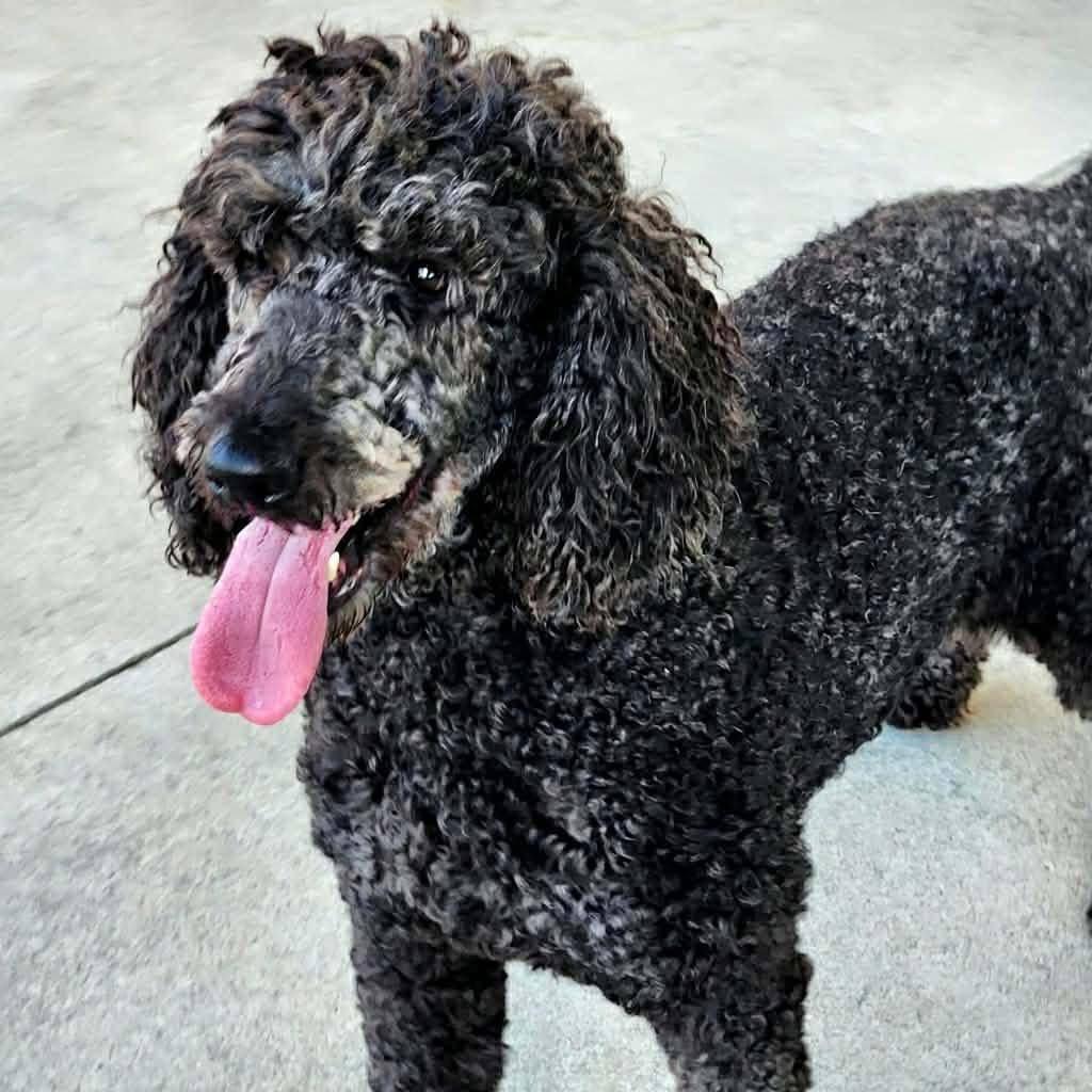 Enlarge Sakura, a ADOPTABLE Standard Poodle in Cumming, GA image 2/6