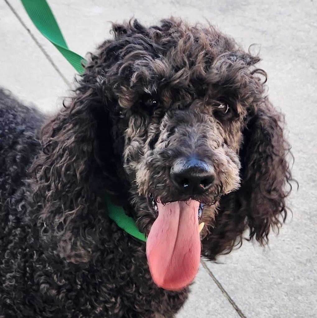 Enlarge Sakura, a ADOPTABLE Standard Poodle in Cumming, GA image 1/6
