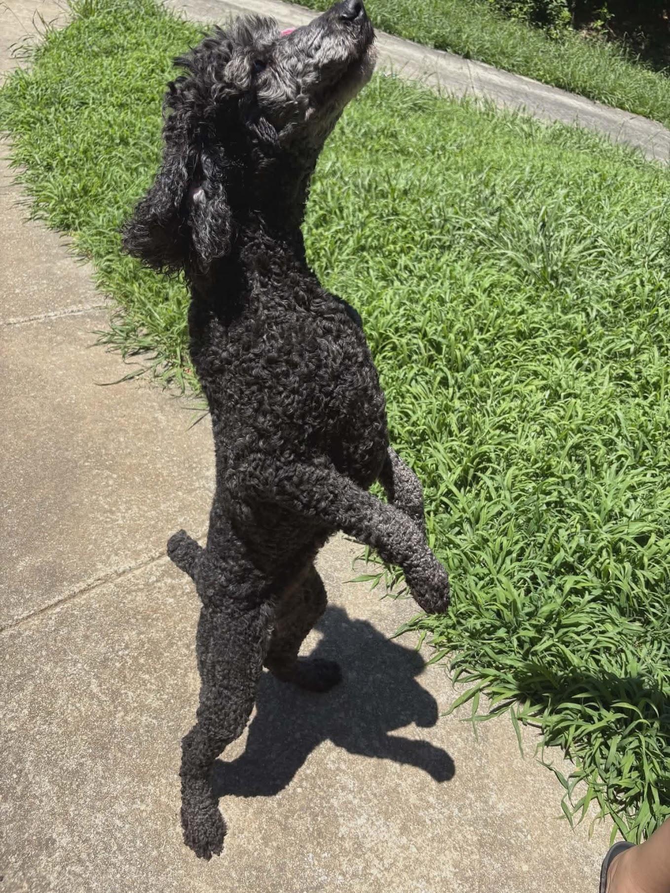 Enlarge Sakura, a ADOPTABLE Standard Poodle in Cumming, GA image 5/6