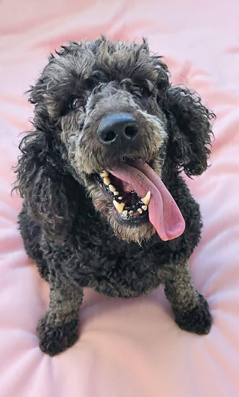 Enlarge Sakura, a ADOPTABLE Standard Poodle in Cumming, GA image 4/6