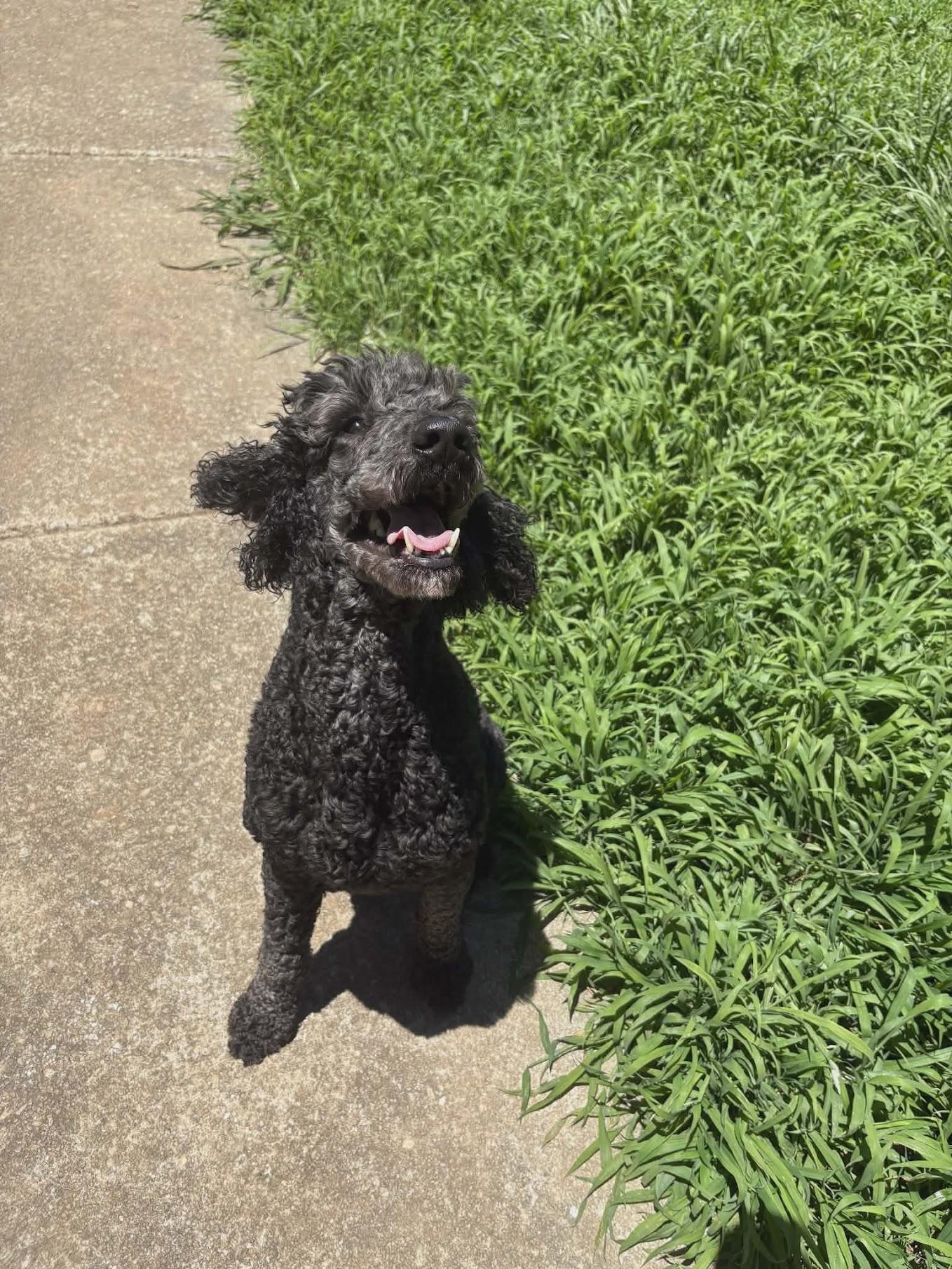 Enlarge Sakura, a ADOPTABLE Standard Poodle in Cumming, GA image 3/6