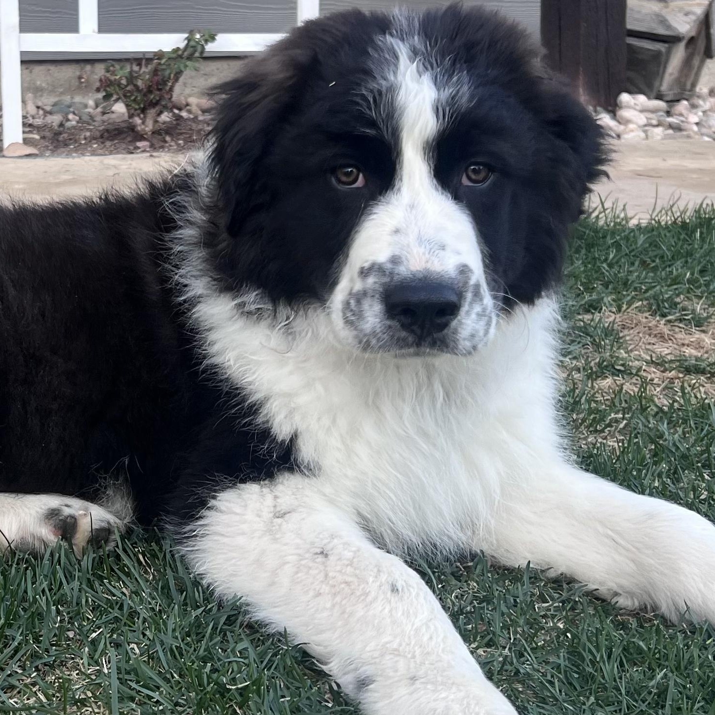 Marley, adopted, Puppy Male Great Pyrenees & Border Collie.