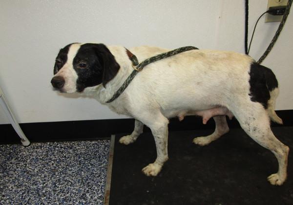 rhea, Adoptable, Adult Female Hound.