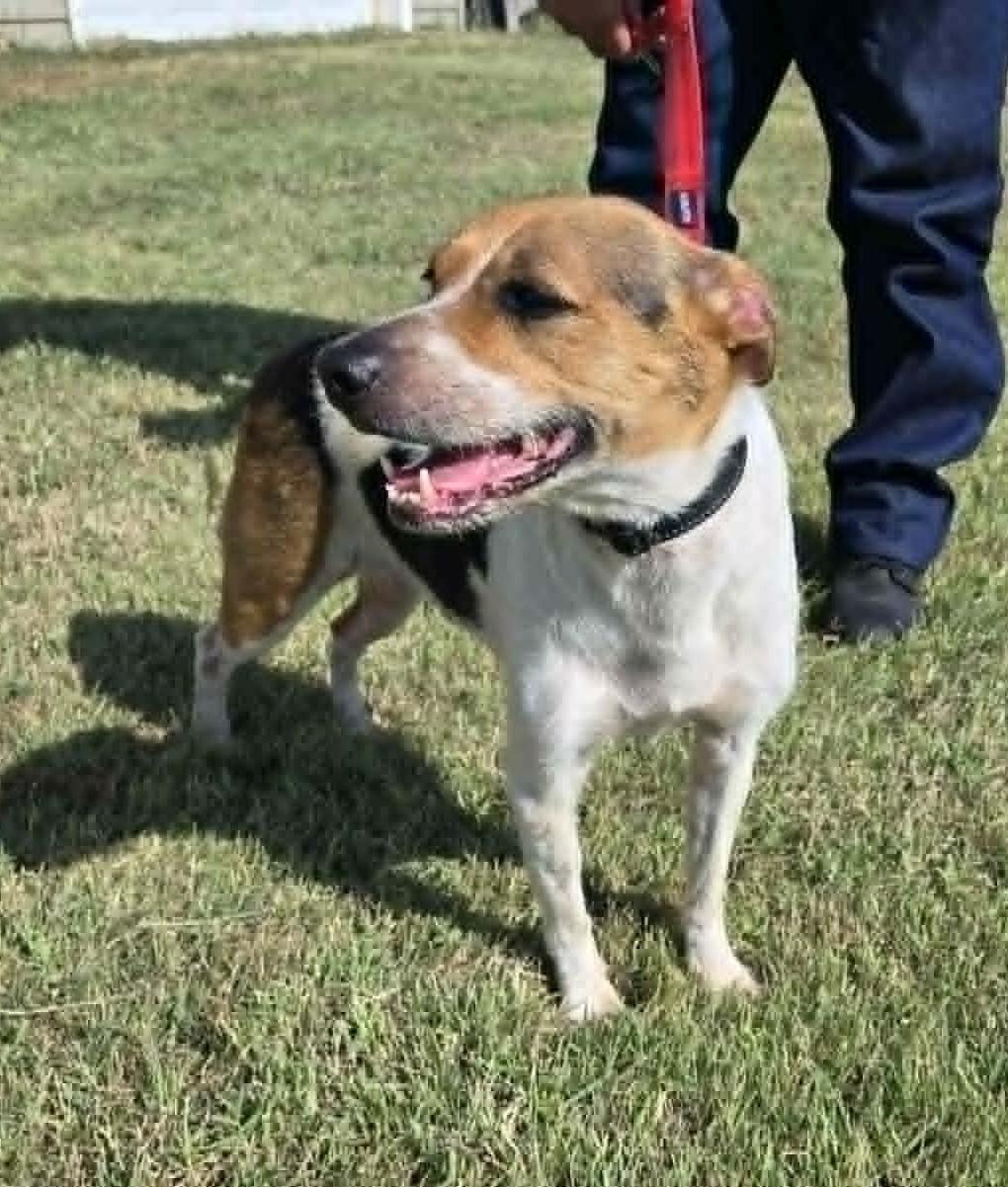 Enlarge Benji, an adopted mixed breed in Larned, KS image 4/6