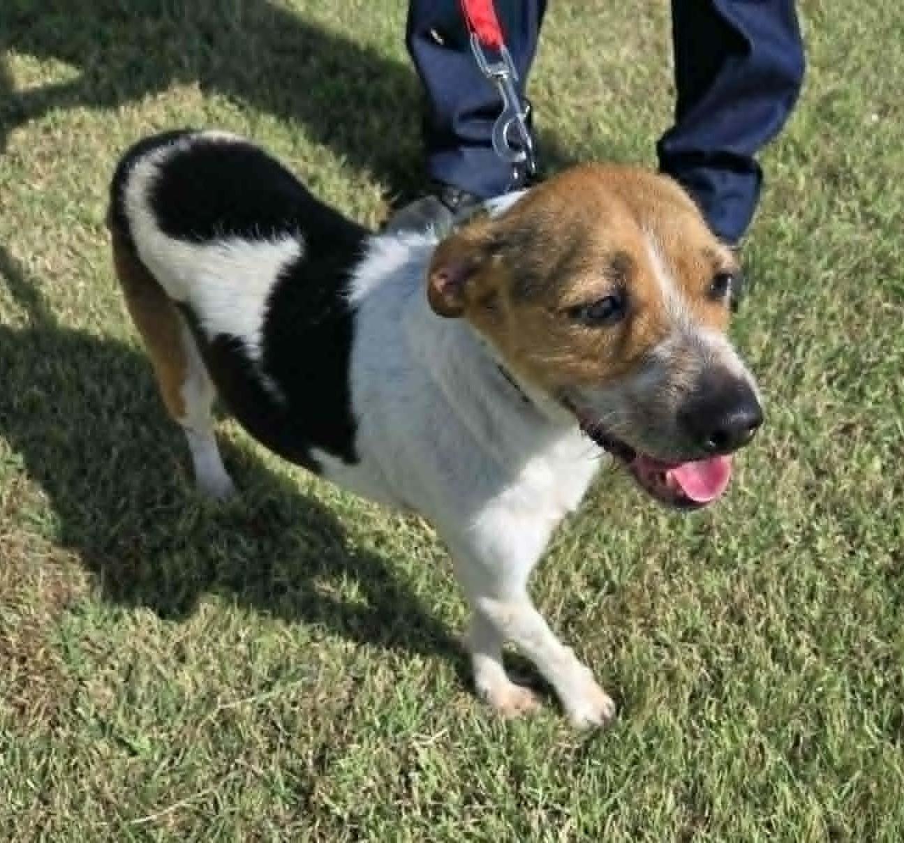 Benji, adopted, Adult Male Terrier & Beagle.