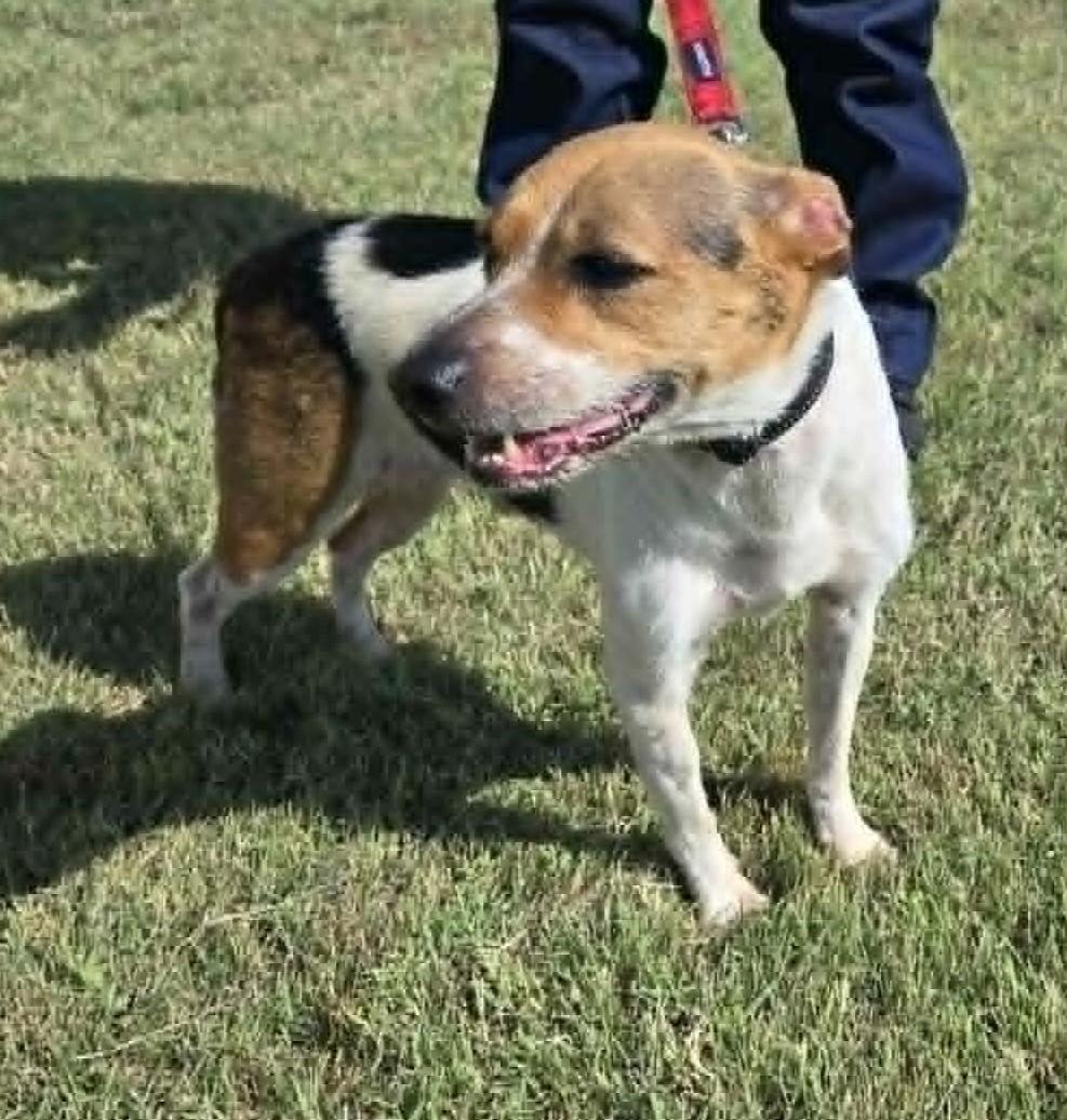 Enlarge Benji, an adopted mixed breed in Larned, KS image 5/6