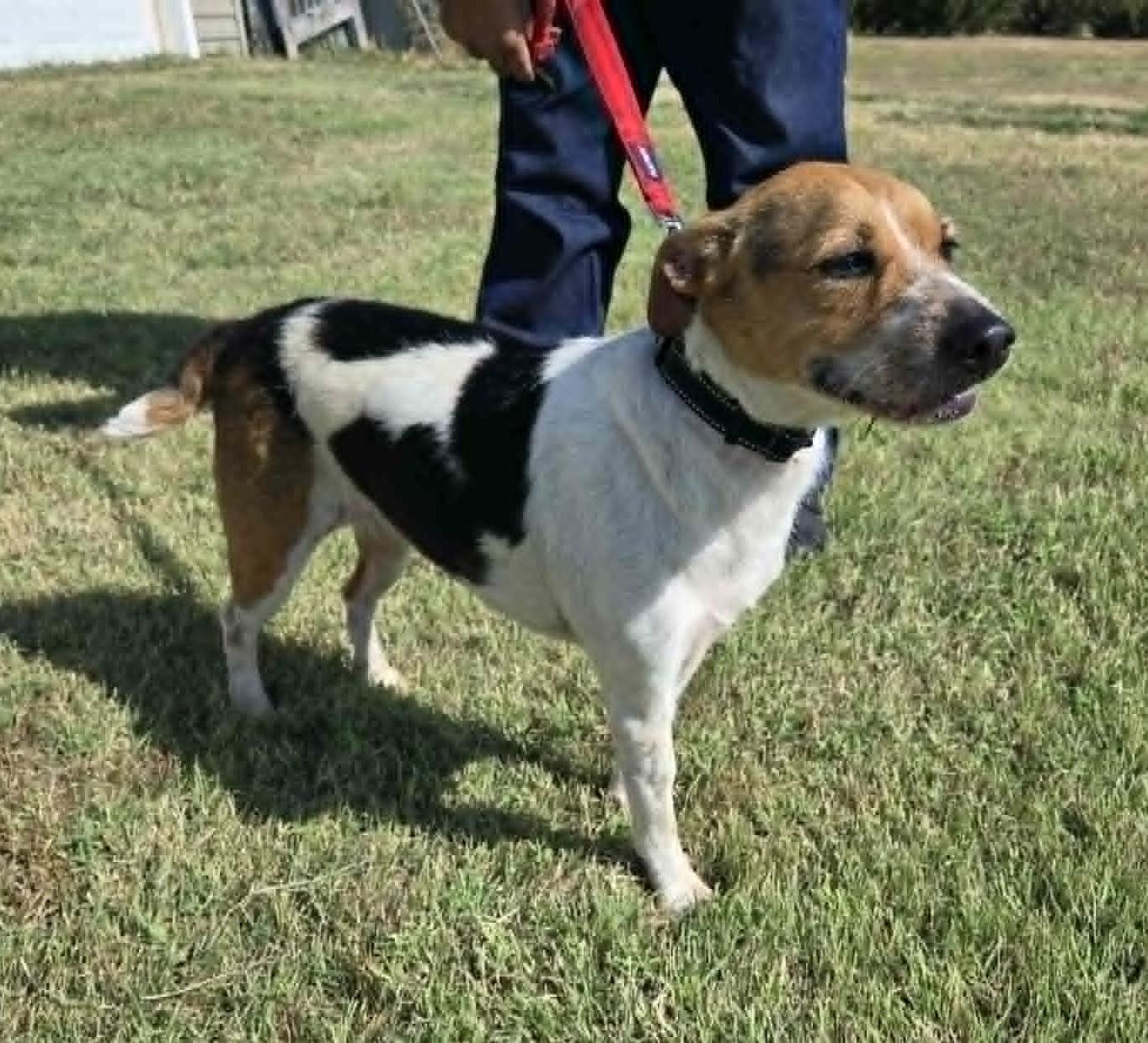 Enlarge Benji, an adopted mixed breed in Larned, KS image 2/6