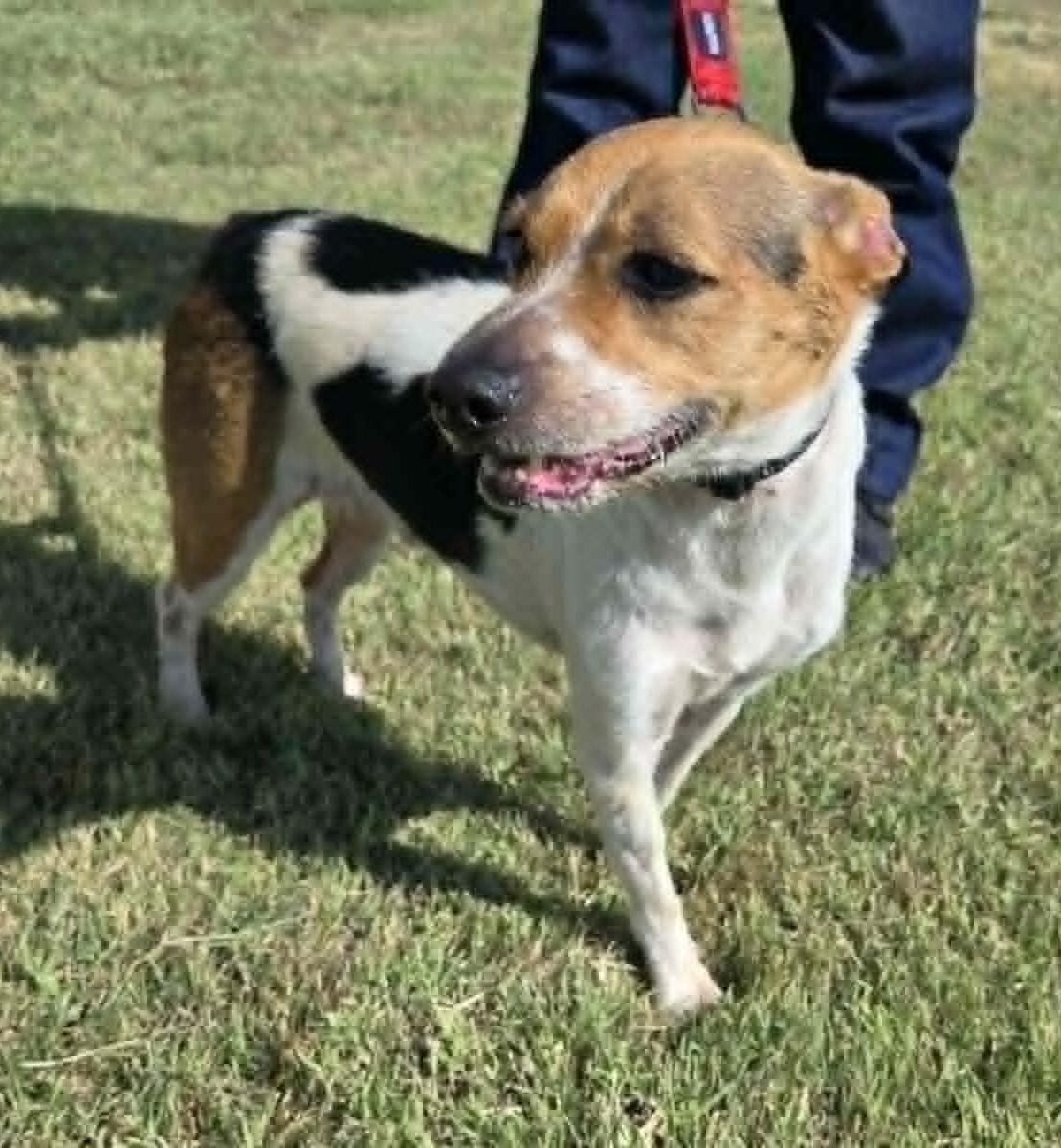 Enlarge Benji, an adopted mixed breed in Larned, KS image 3/6