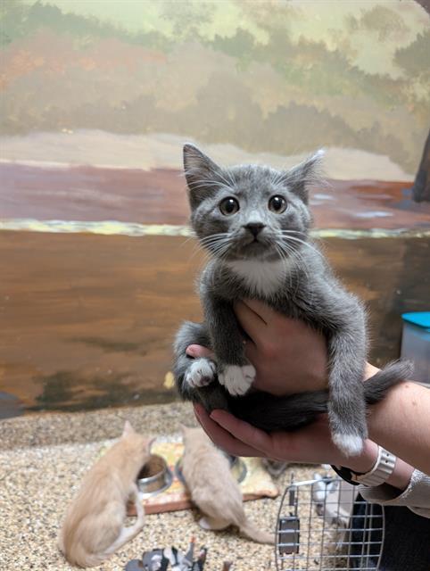 EUROPA, Adoptable, Kitten Female Domestic Short Hair.