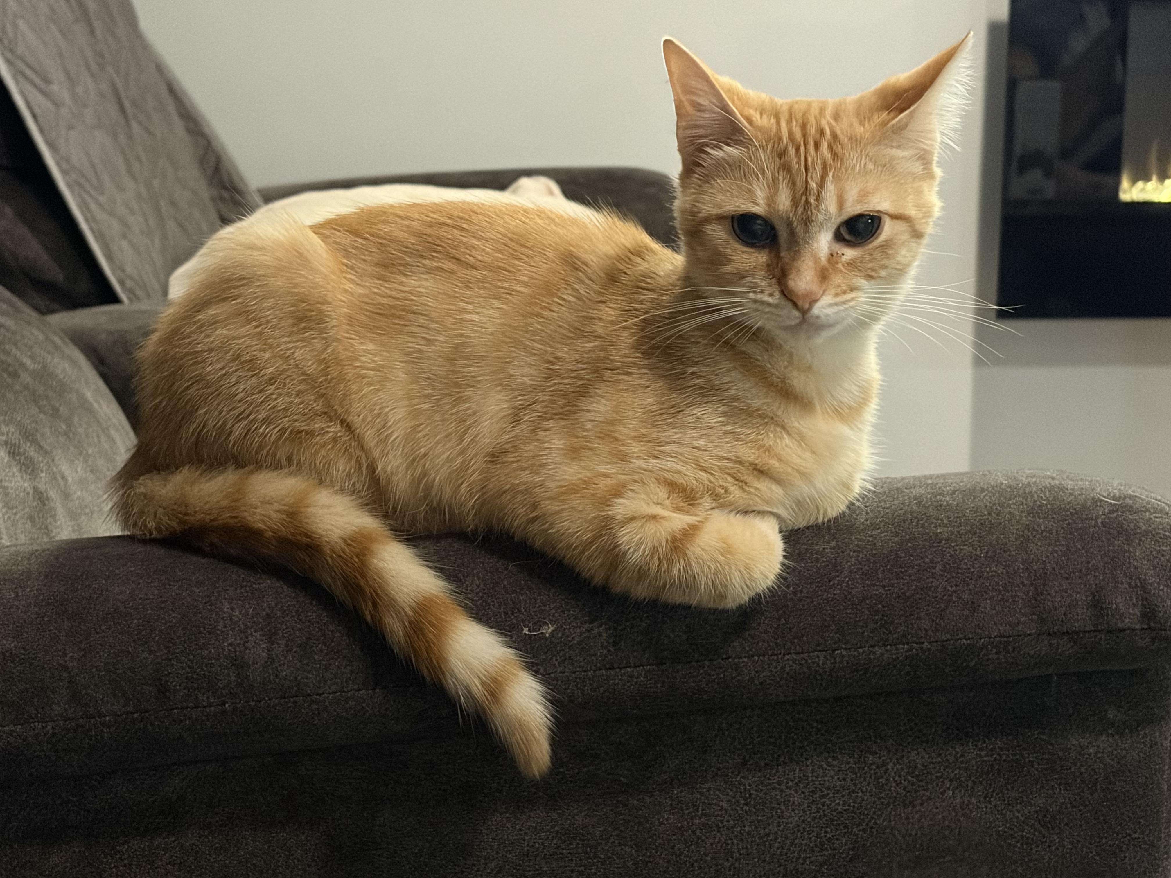 Enlarge Dina, an adopted Domestic Short Hair in brant, MI image 5/6