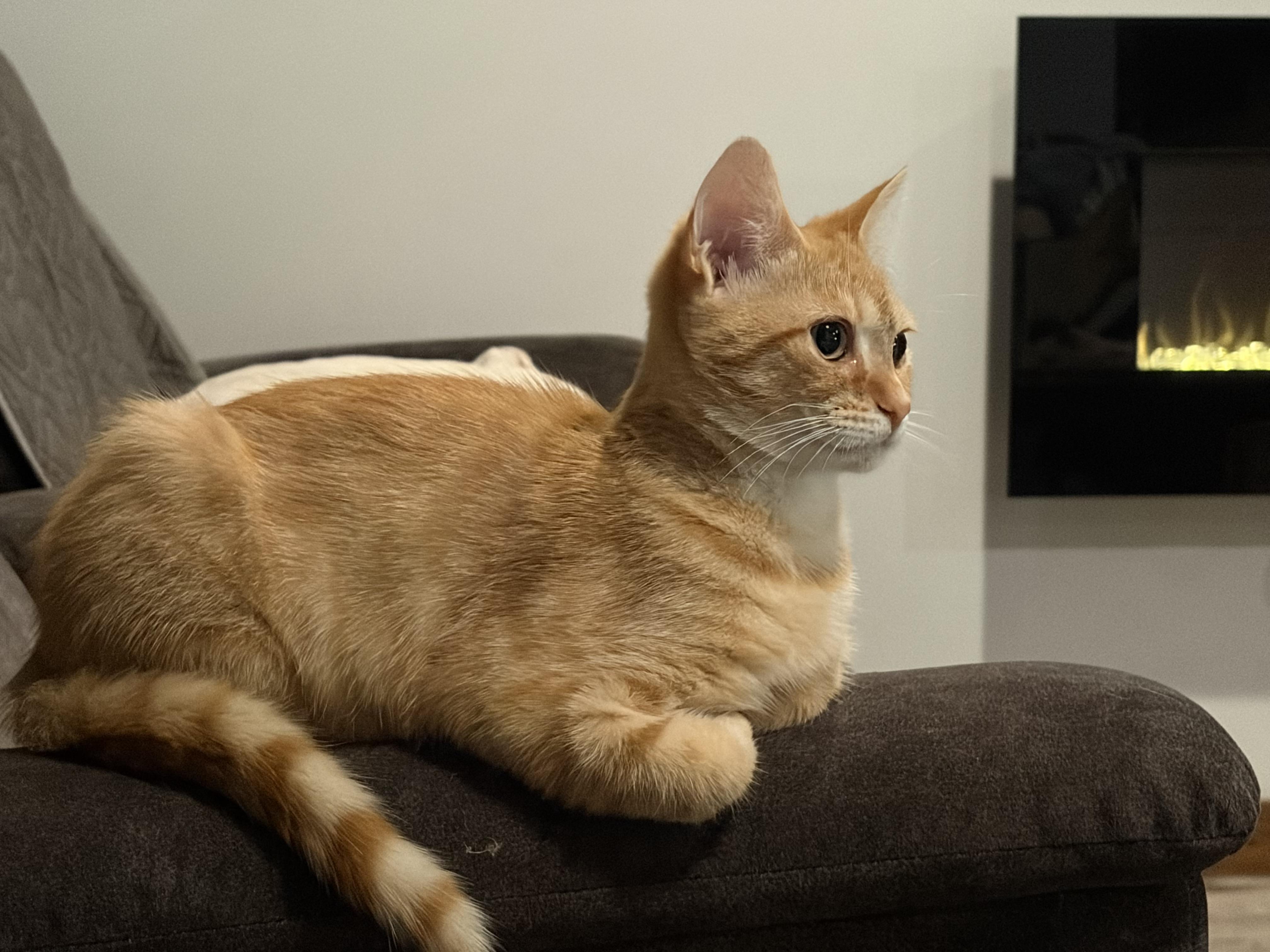 Enlarge Dina, an adopted Domestic Short Hair in brant, MI image 4/6
