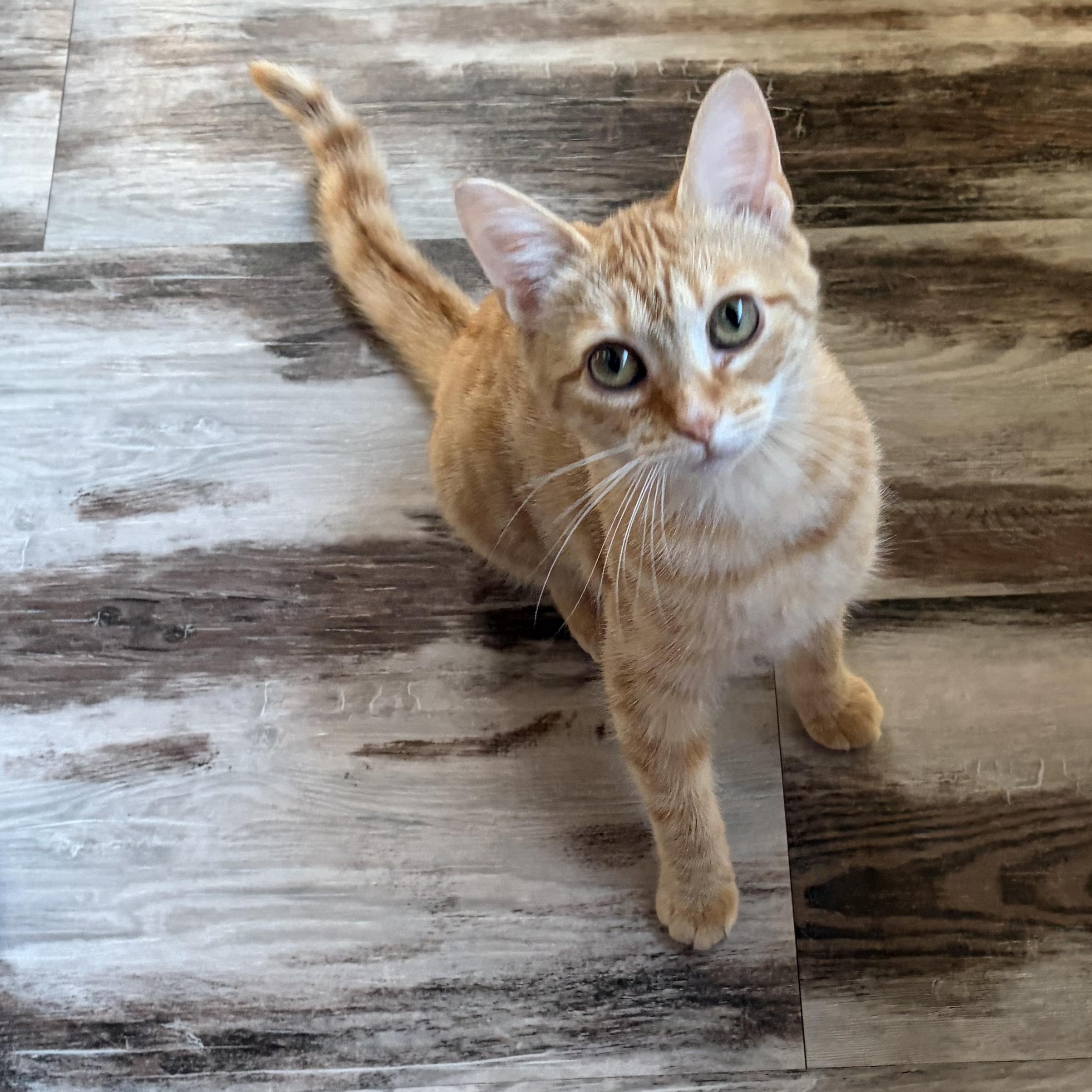 Enlarge Dina, an adopted Domestic Short Hair in brant, MI image 2/6