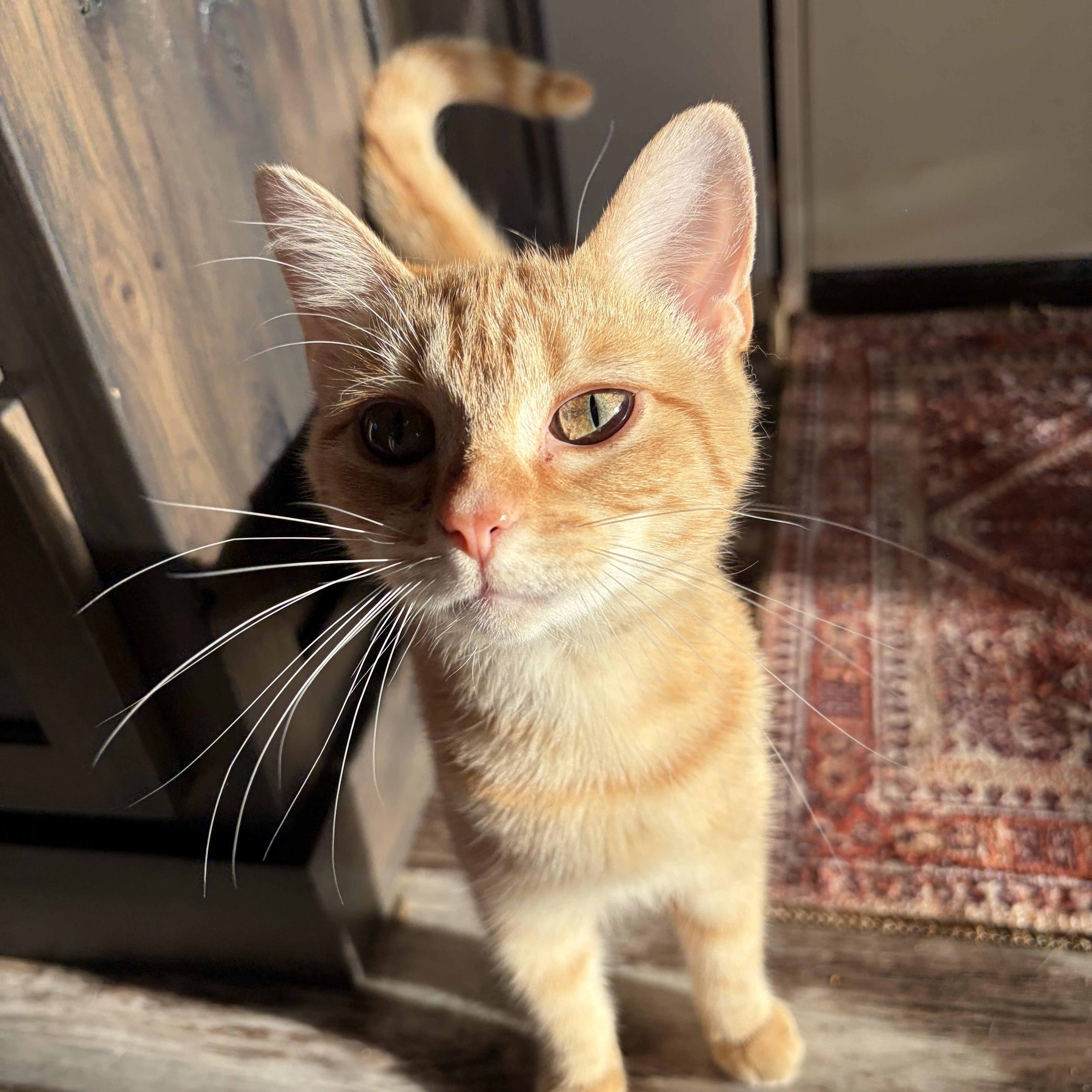 Enlarge Dina, an adopted Domestic Short Hair in brant, MI image 3/6