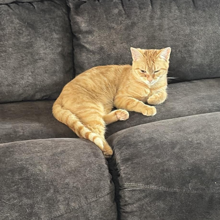 Enlarge Dina, an adopted Domestic Short Hair in brant, MI image 6/6