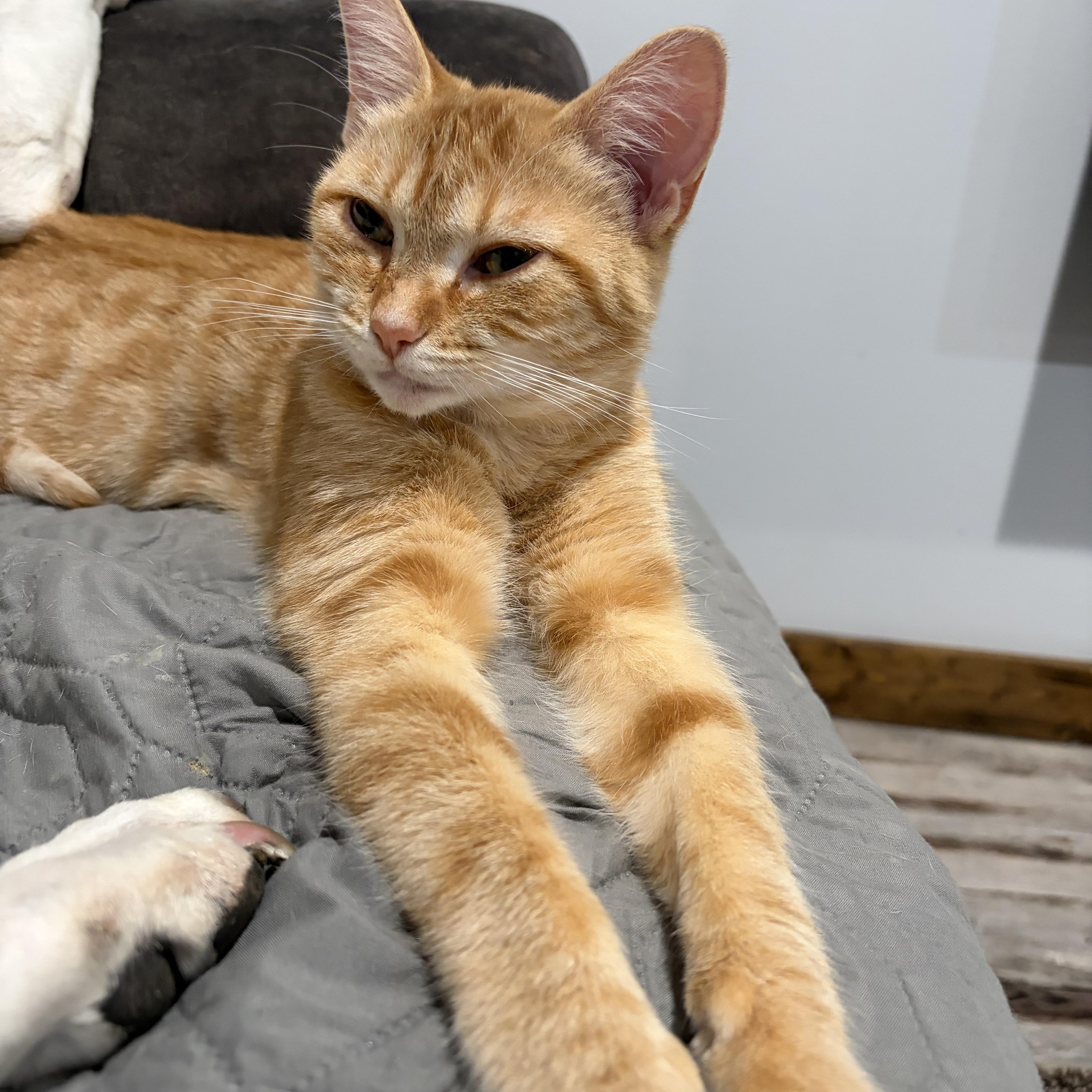 Dina, adopted, Young Female Domestic Short Hair.