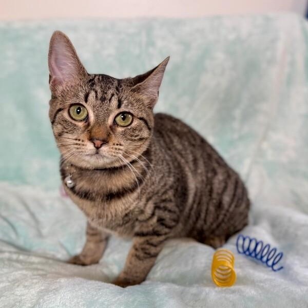 Queens New York — thumbnail 4