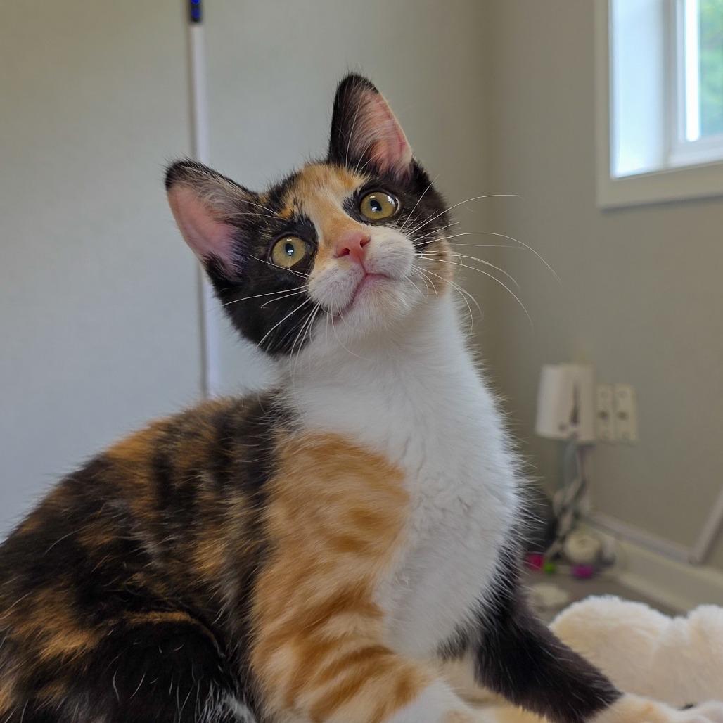 Harriet, Adoptable, Kitten Female Domestic Short Hair.
