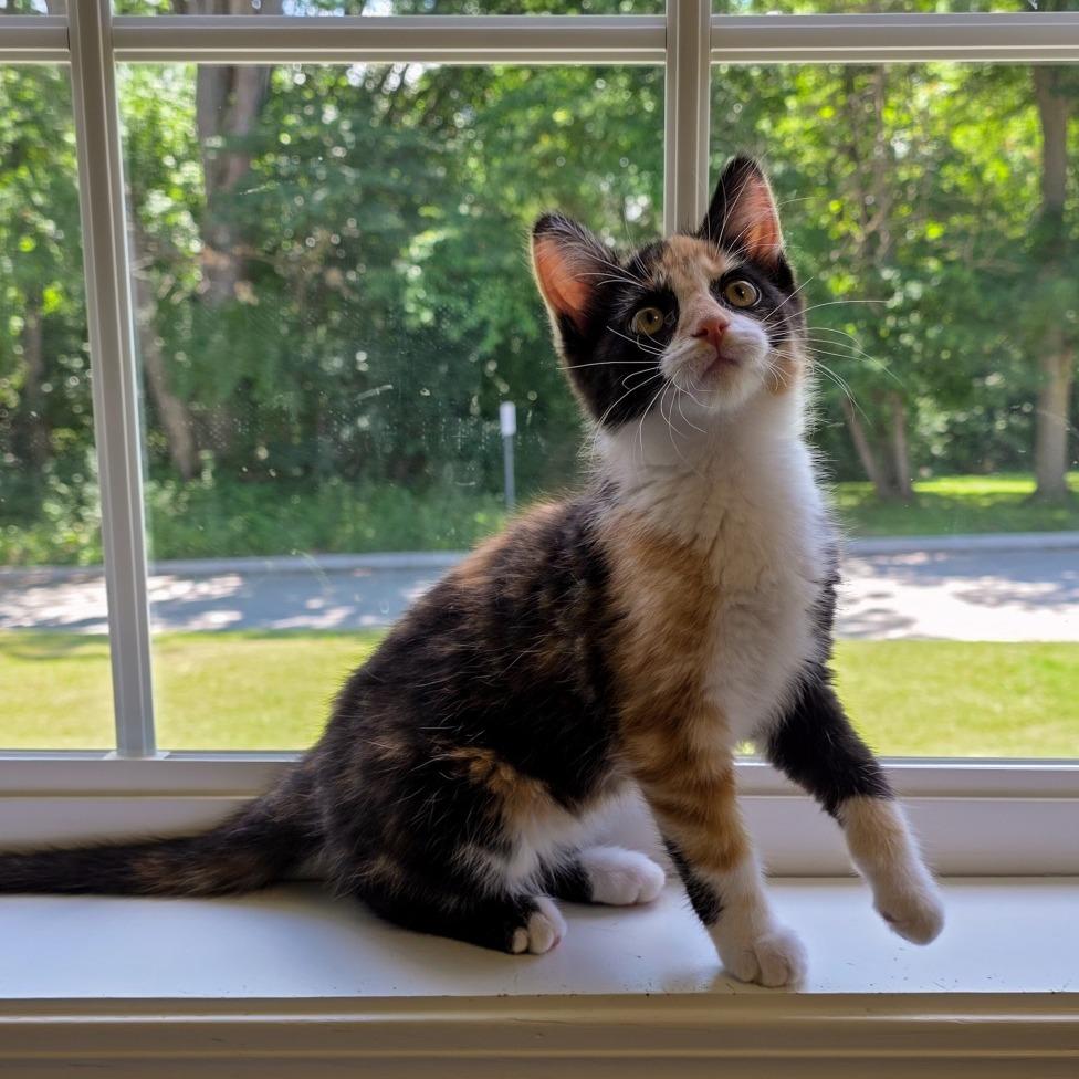 Harriet, a Adoptable Domestic Short Hair in Fort Wayne, IN image 2/3