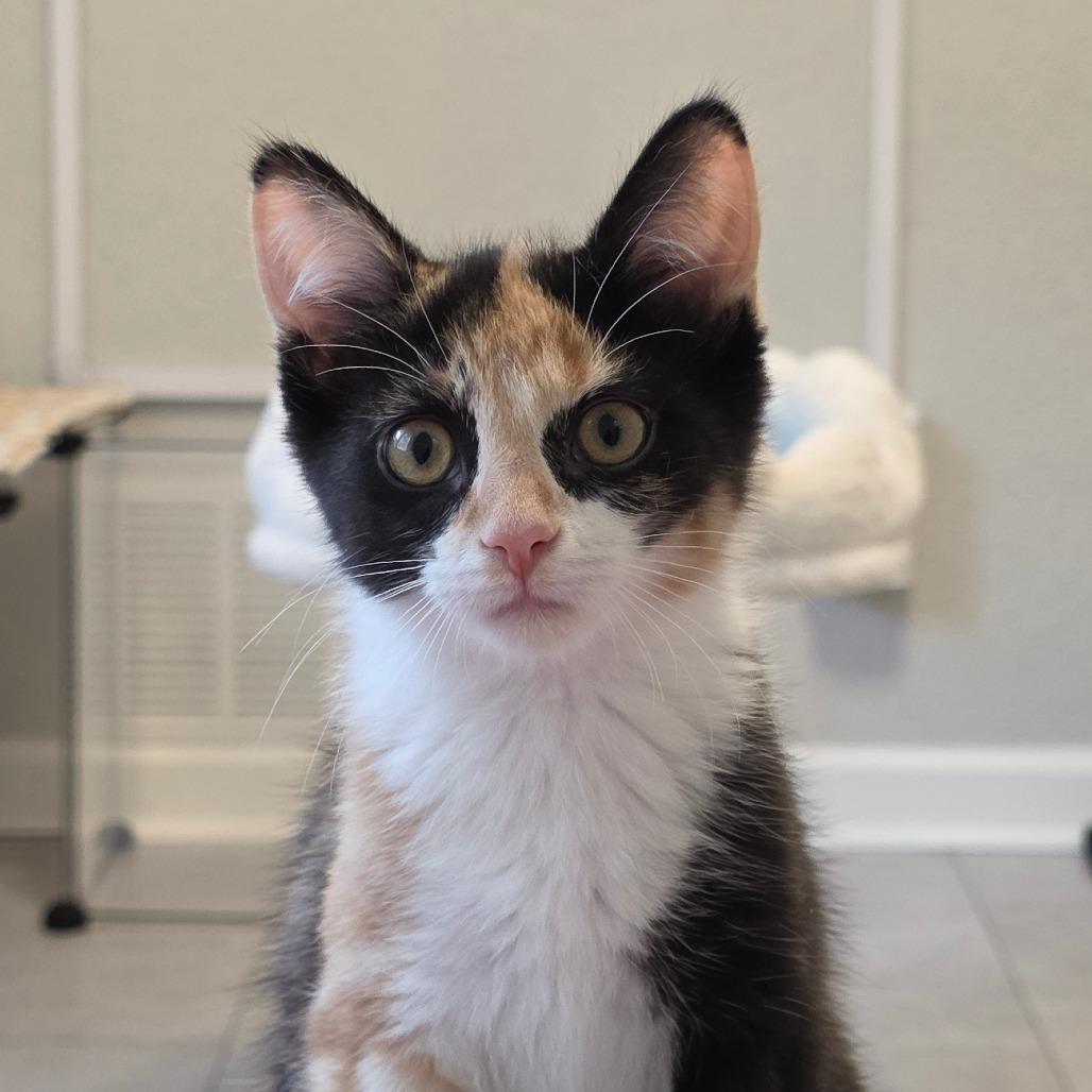 Harriet, a Adoptable Domestic Short Hair in Fort Wayne, IN image 3/3