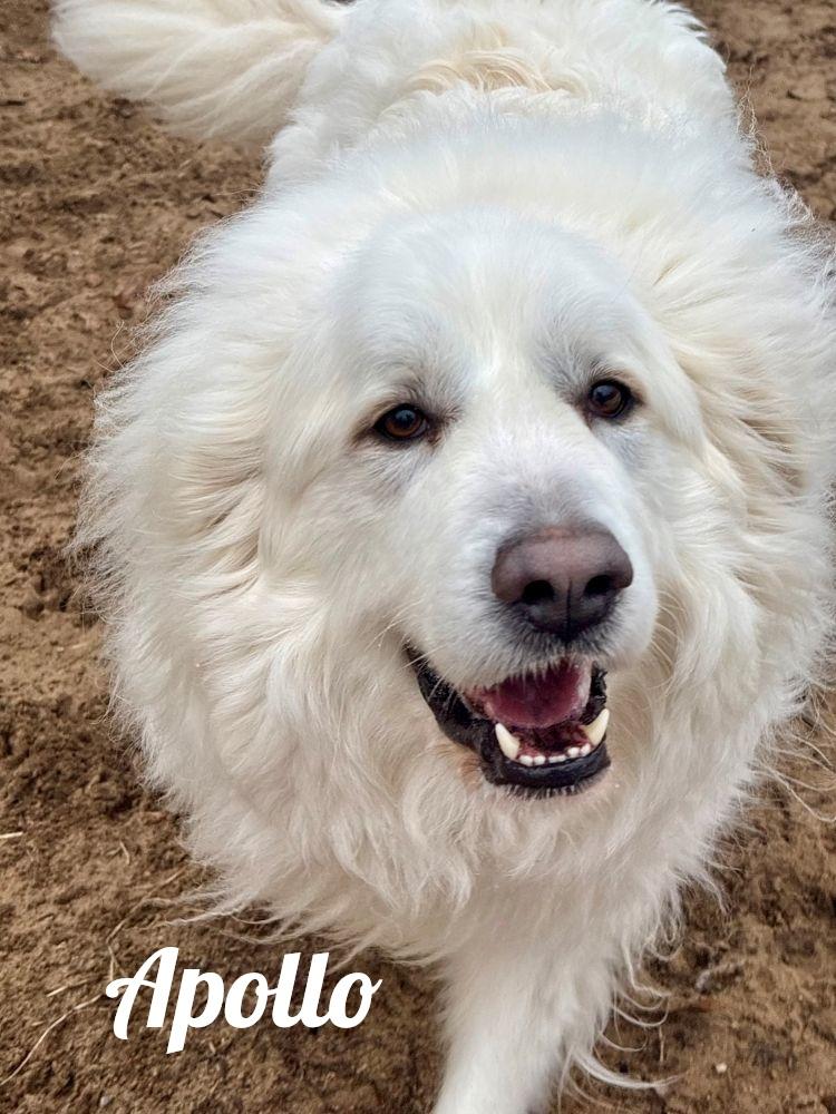 Enlarge Apollo, a ADOPTABLE Great Pyrenees in Manistee, MI image 1/1