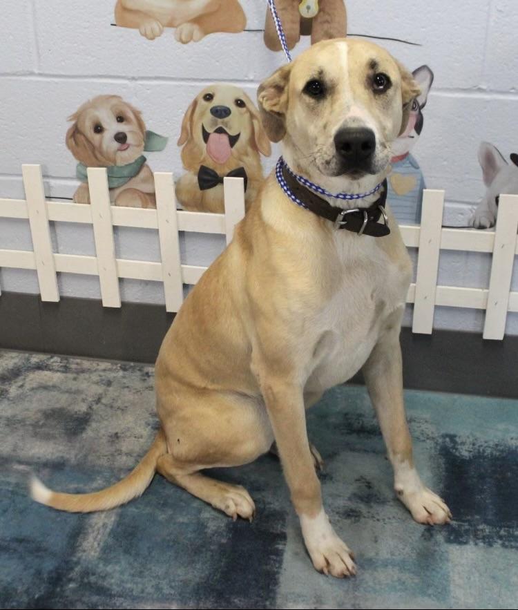 Cody, a Adoptable mixed breed in Paterson, NJ image 1/4