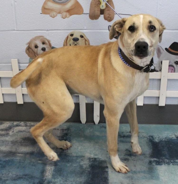 Cody, a Adoptable mixed breed in Paterson, NJ image 4/4