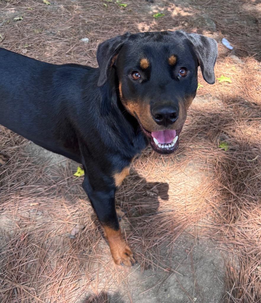 Prancer, Adoptable, Young Male Rottweiler.