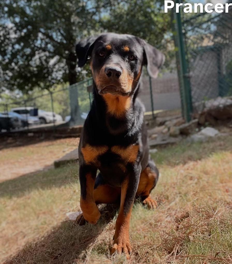 Enlarge Prancer, a Adoptable Rottweiler in Little Rock, AR image 2/6