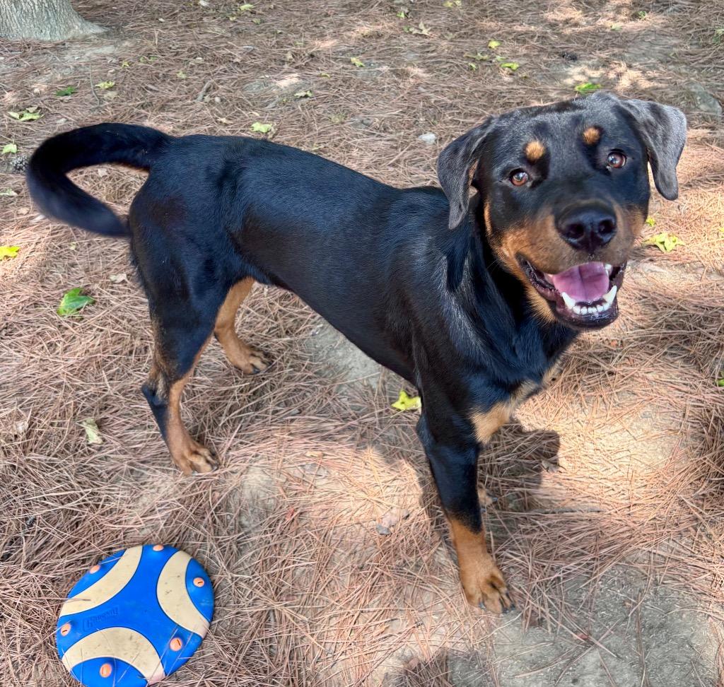 Enlarge Prancer, a Adoptable Rottweiler in Little Rock, AR image 3/6