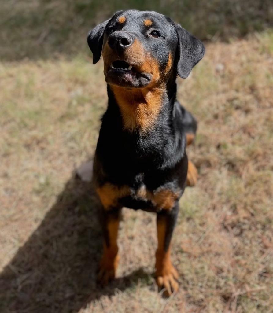 Enlarge Prancer, a Adoptable Rottweiler in Little Rock, AR image 4/6