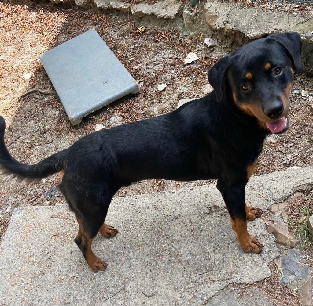 Enlarge Prancer, a Adoptable Rottweiler in Little Rock, AR image 5/6