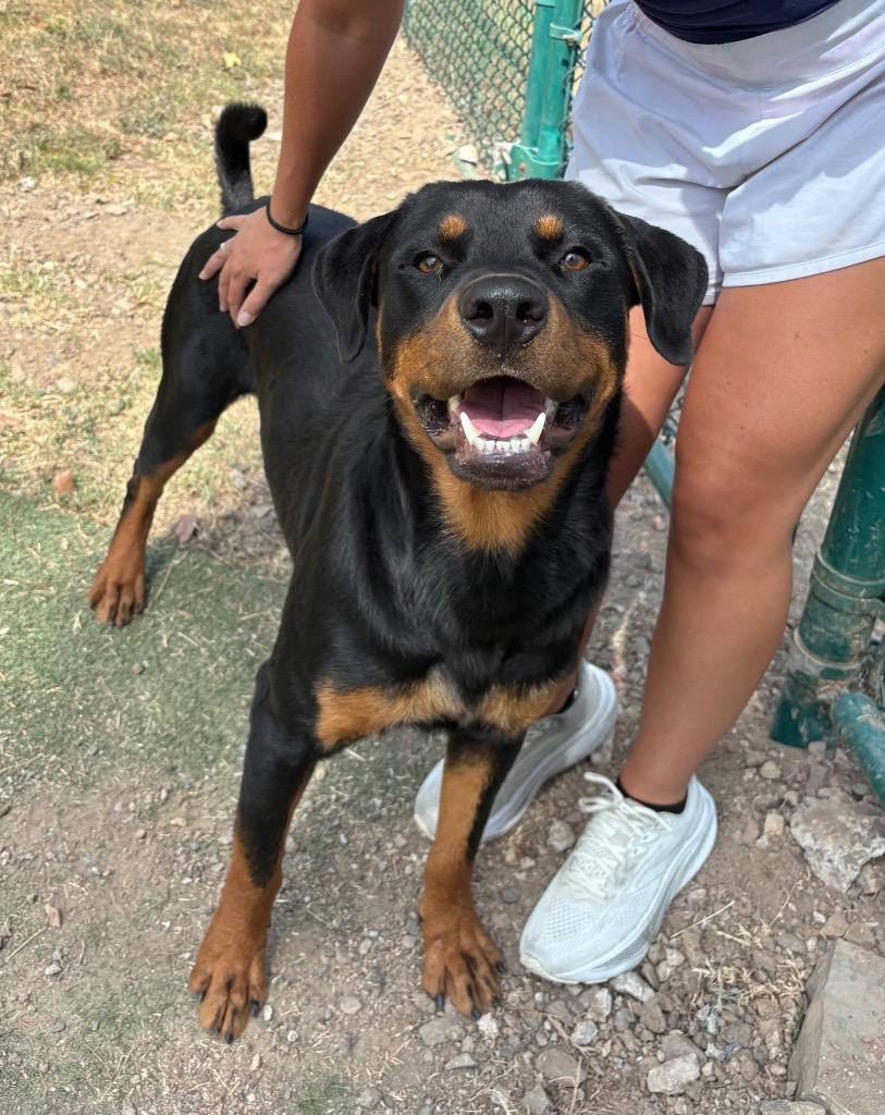 Enlarge Prancer, a Adoptable Rottweiler in Little Rock, AR image 6/6