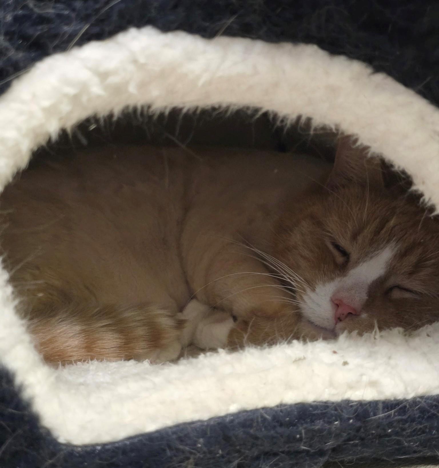 Enlarge Jay, an adopted Domestic Short Hair in Edison, NJ image 1/1