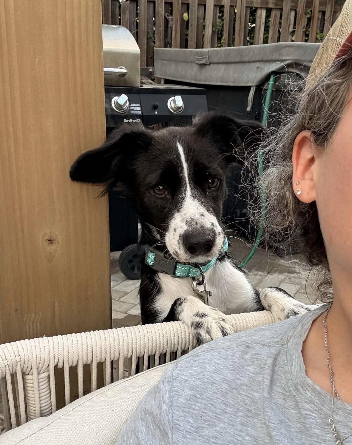 Callie, Adoptable, Young Female Australian Shepherd & Border Collie.