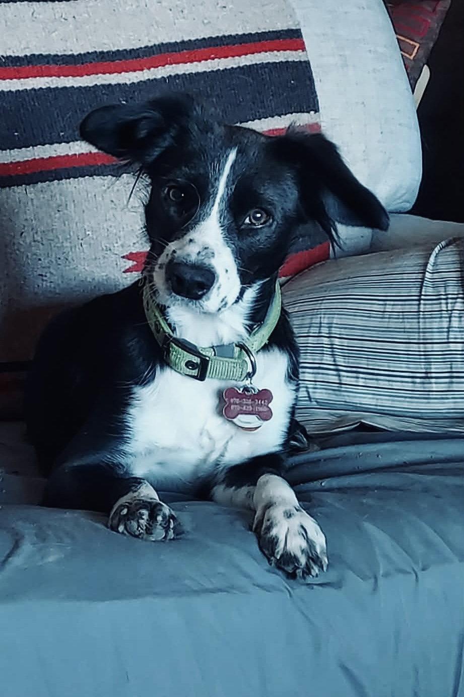 Enlarge Callie, a Adoptable mixed breed in Denver, CO image 2/3