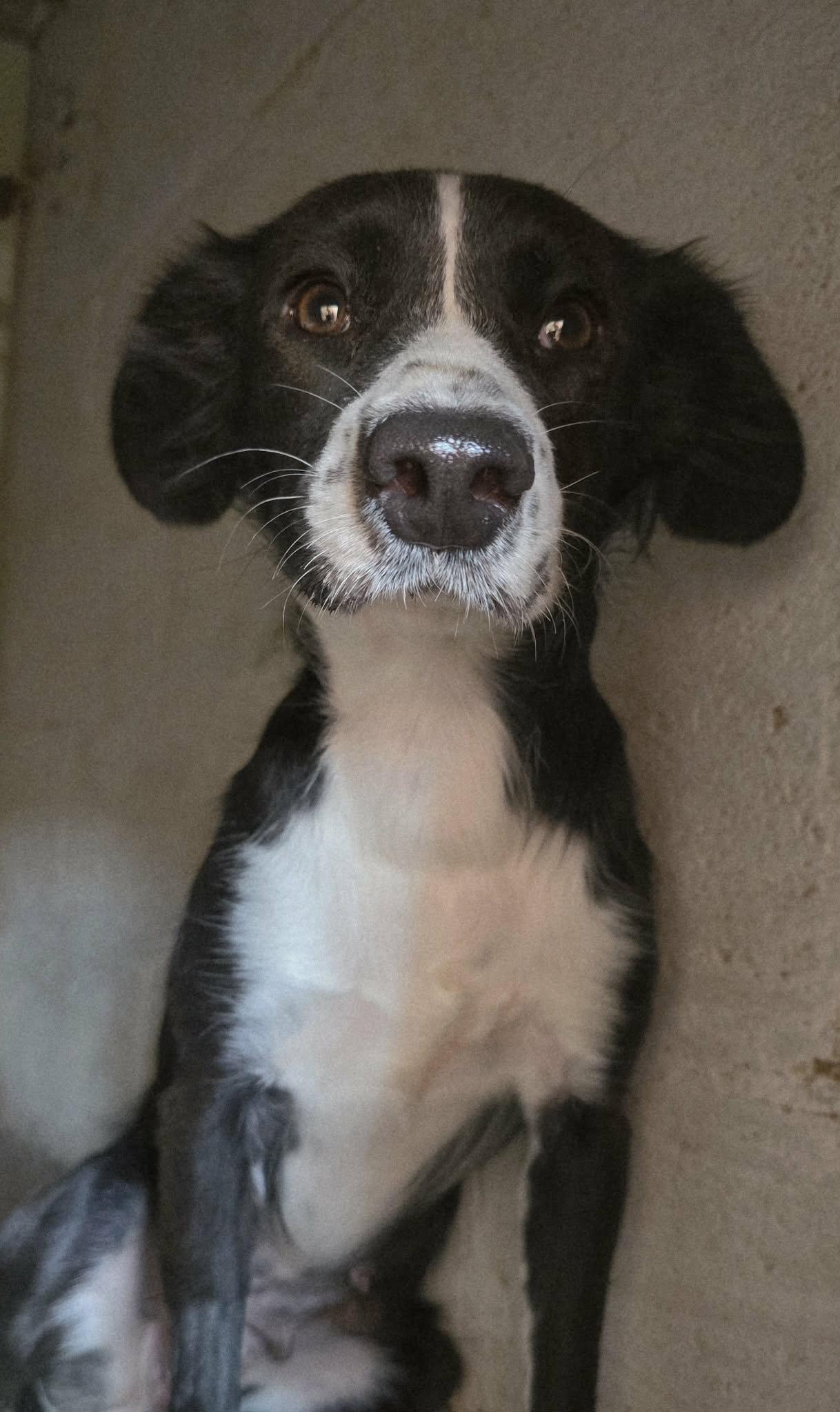 Enlarge Callie, a Adoptable mixed breed in Denver, CO image 3/3