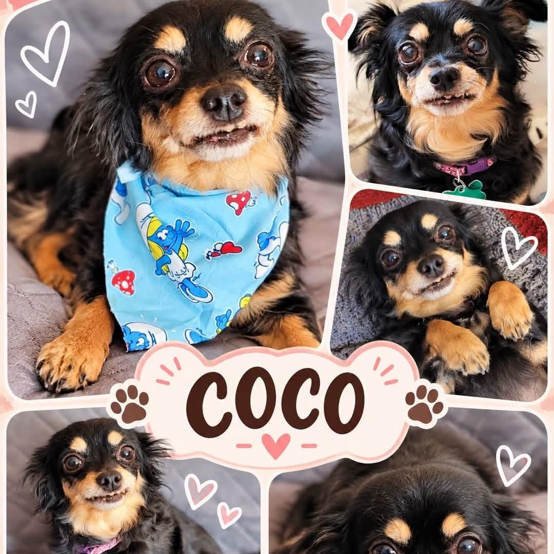 Enlarge Coco, a Adoptable Chihuahua in Clovis, CA image 1/1