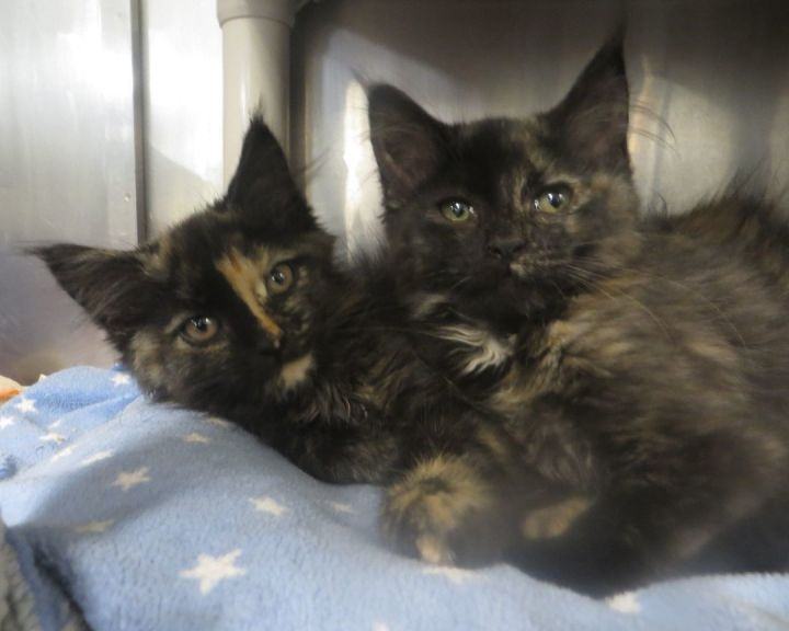 Bonded Sisters, a Adopted Tortoiseshell in Brockton, MA image 1/8