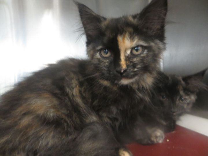 Bonded Sisters, a Adopted Tortoiseshell in Brockton, MA image 2/8