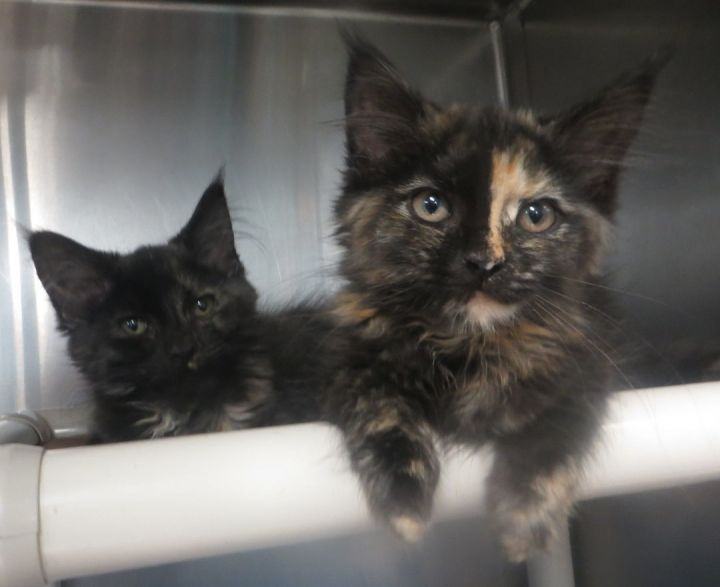 Bonded Sisters, a Adopted Tortoiseshell in Brockton, MA image 3/8