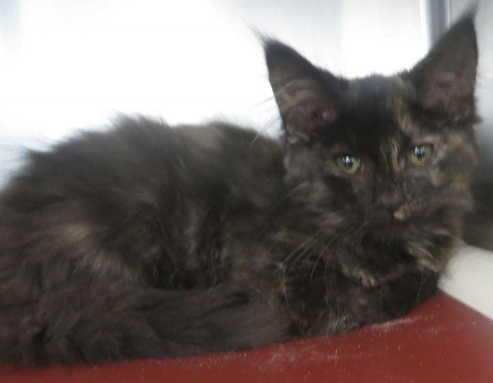 Bonded Sisters, a Adopted Tortoiseshell in Brockton, MA image 4/8