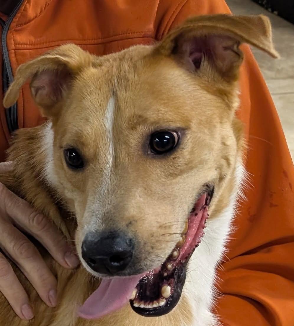 Brewster, a Adoptable mixed breed in Barrington Hills, IL image 3/5