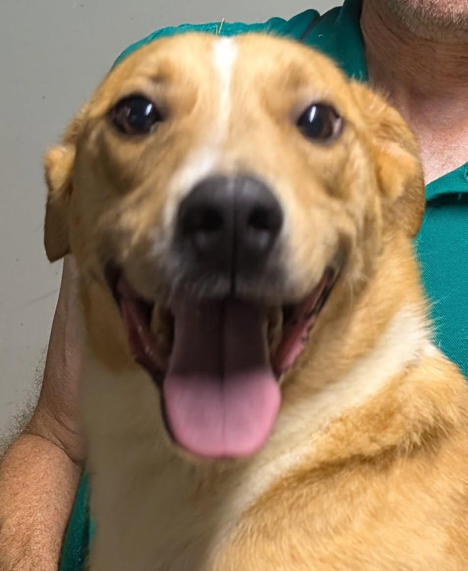 Brewster, a Adoptable mixed breed in Barrington Hills, IL image 5/5